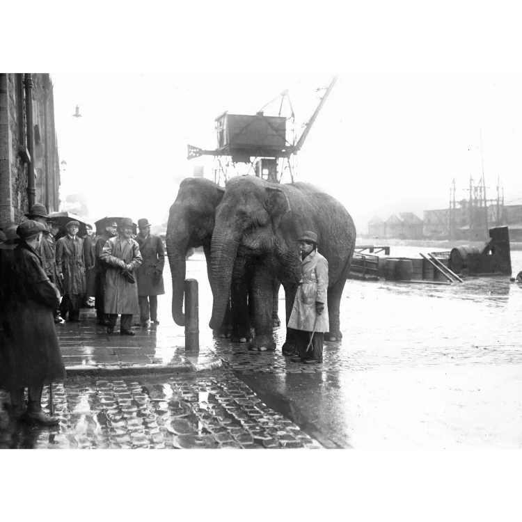 A black and white photograph depicting a wet, industrial dockside setting on an overcast day. The central focus is on two large Asian elephants standing side-by-side on a cobblestone surface next to a pavement. The ground is highly reflective, showing puddles and dampness from recent rain.To the left, a group of approximately eight men stand on the pavement watching the animals. The men are dressed in vintage mid-20th-century attire, including long trench coats, heavy overcoats, bowler hats, flat caps, and trilbies. Several of them hold umbrellas. To the right of the elephants stands a lone handler wearing a light-coloured, belted trench coat and a dark hat, holding a walking stick or hook.In the background, the industrial landscape includes a large crane structure mounted on a framework, distant warehouse buildings, and water, suggesting a port or harbour location where the animals have likely just been unloaded.