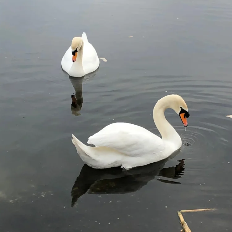 A photograph of two white mute swans swimming on the calm, greyish water of Dunmanway Lake. One swan is further back, swimming towards the camera, while the closer swan is captured in profile, gracefully curving its long neck downward toward the water's surface, creating slight ripples. Their reflections are softly visible on the water.