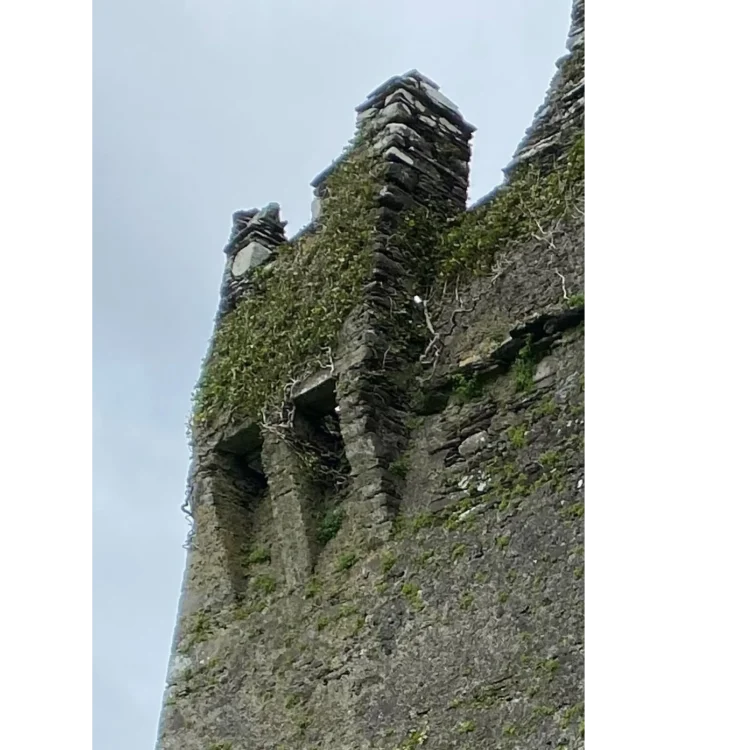 A low-angle, close-up photograph of a defensive stone bartizan projecting from the corner of Ballinarrig Castle against an overcast sky. The structure is built from rough, dark grey stones and is heavily overgrown with green ivy and creeping plants. Vertical arrow loops or small window openings are visible in the masonry.